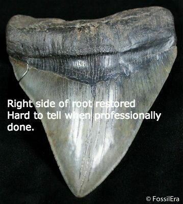 Tooth with right side of root restored.